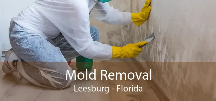 Mold Removal Leesburg - Florida