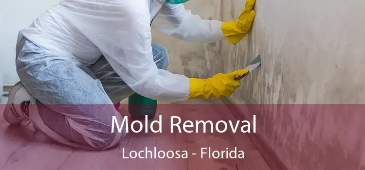 Mold Removal Lochloosa - Florida