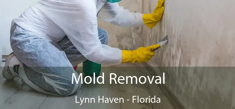 Mold Removal Lynn Haven - Florida