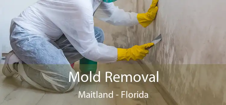 Mold Removal Maitland - Florida