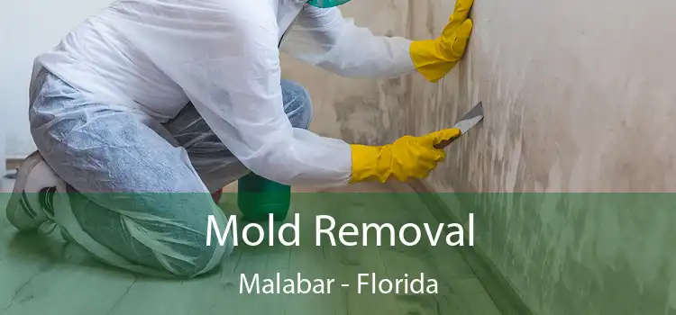 Mold Removal Malabar - Florida