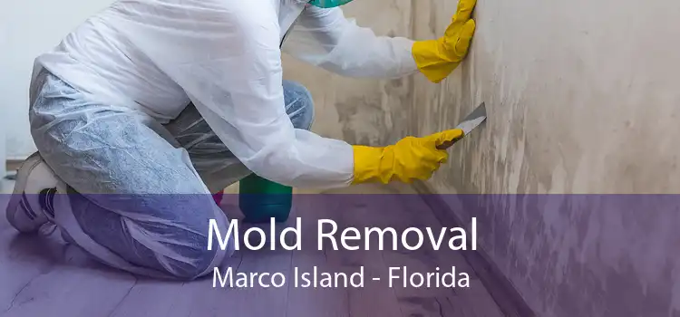 Mold Removal Marco Island - Florida