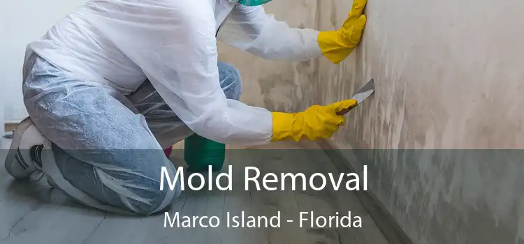 Mold Removal Marco Island - Florida