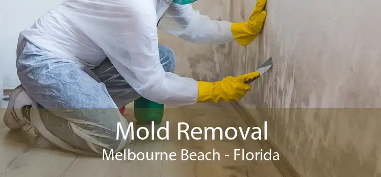 Mold Removal Melbourne Beach - Florida