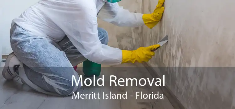 Mold Removal Merritt Island - Florida