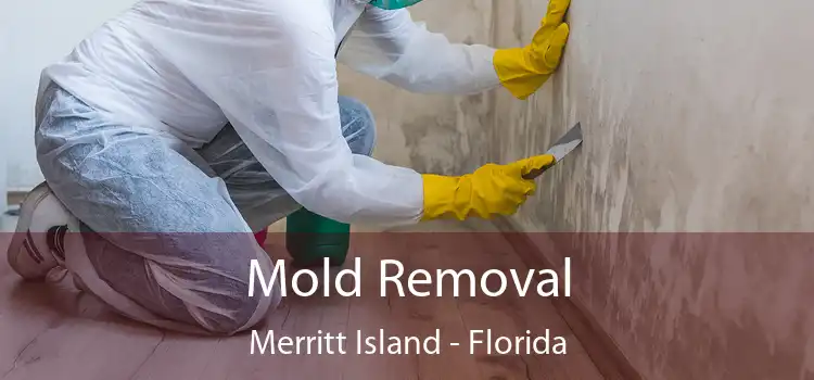 Mold Removal Merritt Island - Florida