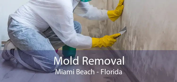 Mold Removal Miami Beach - Florida