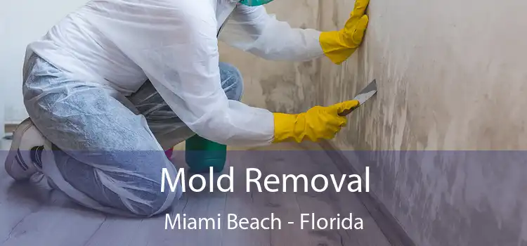 Mold Removal Miami Beach - Florida