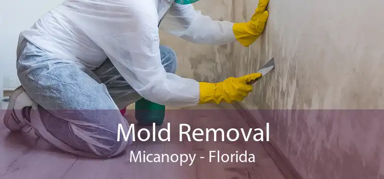 Mold Removal Micanopy - Florida