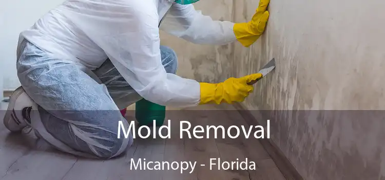 Mold Removal Micanopy - Florida