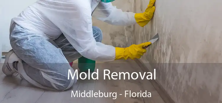 Mold Removal Middleburg - Florida