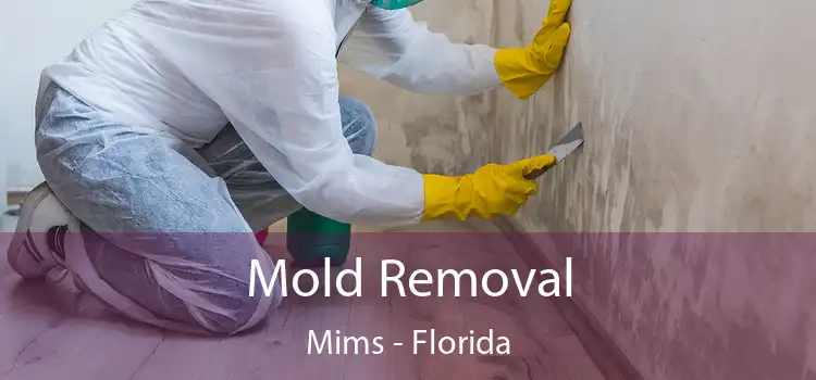 Mold Removal Mims - Florida