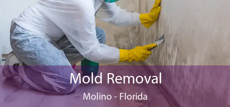 Mold Removal Molino - Florida