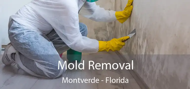 Mold Removal Montverde - Florida