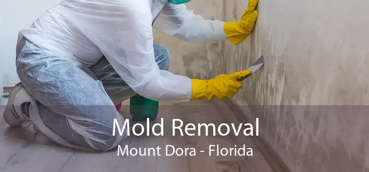 Mold Removal Mount Dora - Florida