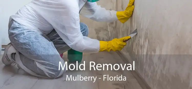 Mold Removal Mulberry - Florida