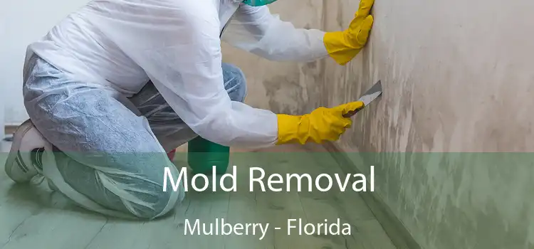 Mold Removal Mulberry - Florida