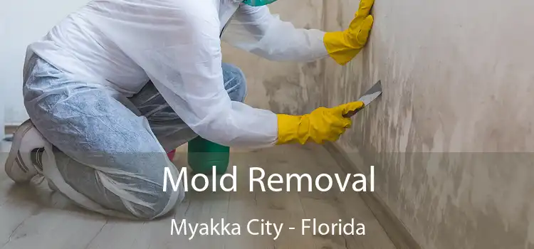 Mold Removal Myakka City - Florida