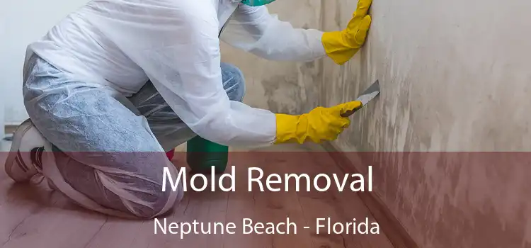 Mold Removal Neptune Beach - Florida