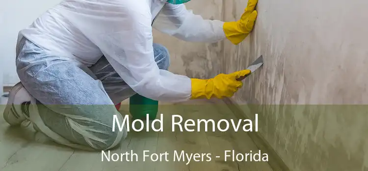 Mold Removal North Fort Myers - Florida