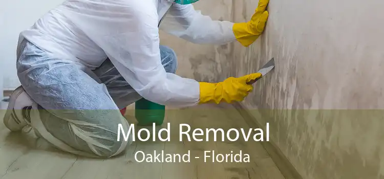 Mold Removal Oakland - Florida