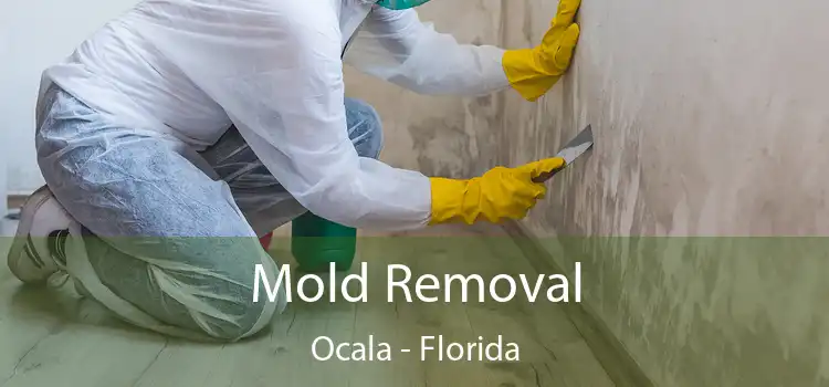 Mold Removal Ocala - Florida