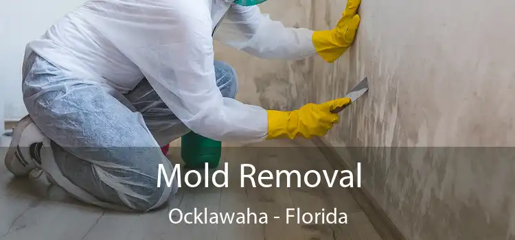 Mold Removal Ocklawaha - Florida