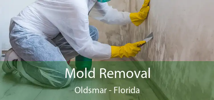 Mold Removal Oldsmar - Florida