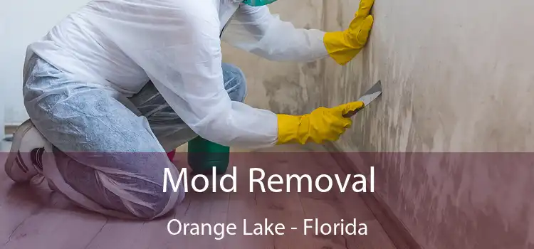 Mold Removal Orange Lake - Florida