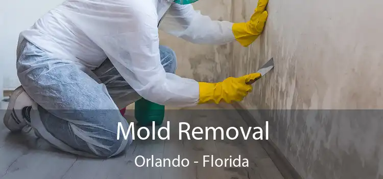 Mold Removal Orlando - Florida