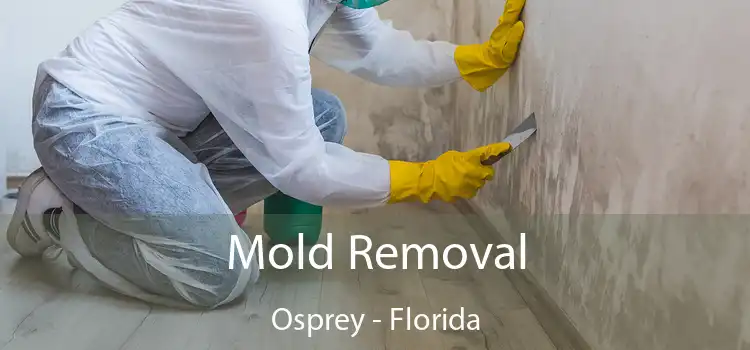 Mold Removal Osprey - Florida