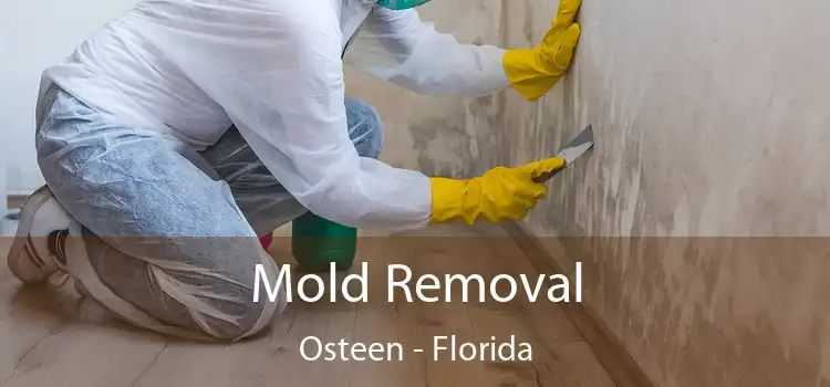 Mold Removal Osteen - Florida