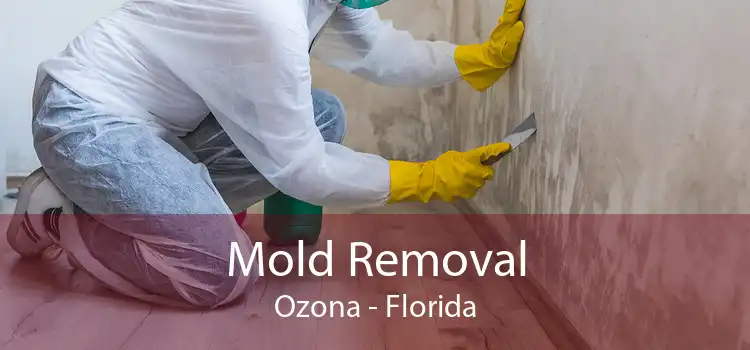 Mold Removal Ozona - Florida