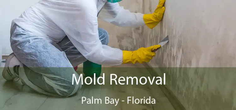 Mold Removal Palm Bay - Florida