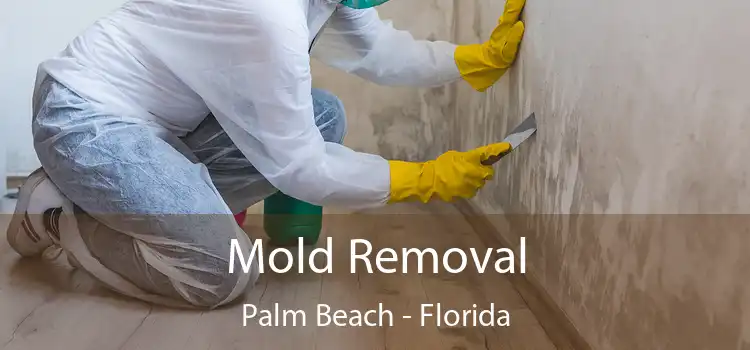 Mold Removal Palm Beach - Florida