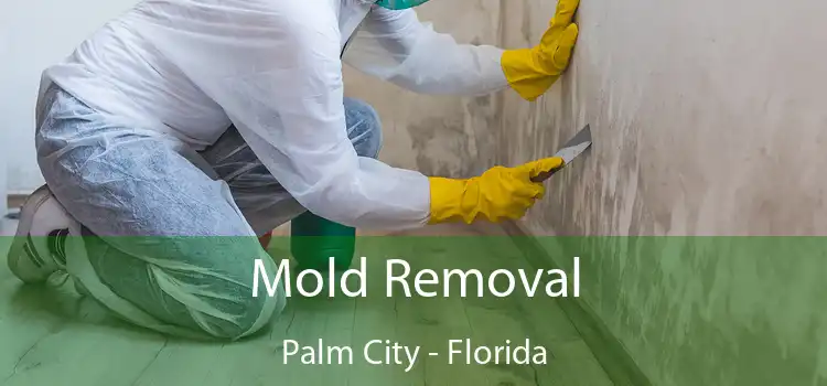 Mold Removal Palm City - Florida