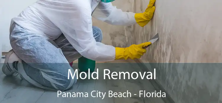 Mold Removal Panama City Beach - Florida