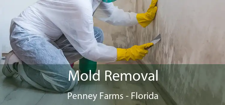 Mold Removal Penney Farms - Florida