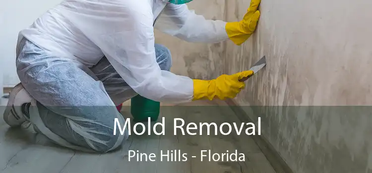 Mold Removal Pine Hills - Florida