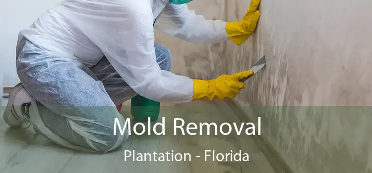 Mold Removal Plantation - Florida