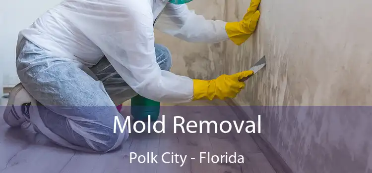 Mold Removal Polk City - Florida