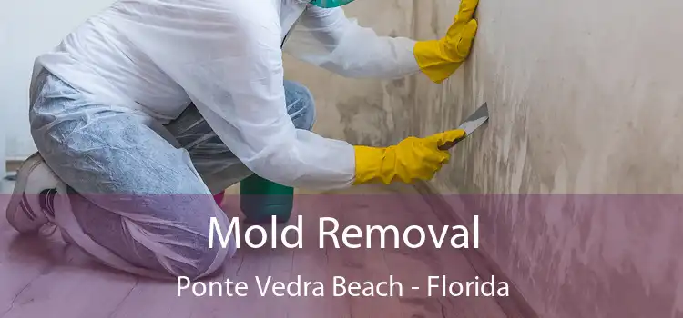 Mold Removal Ponte Vedra Beach - Florida