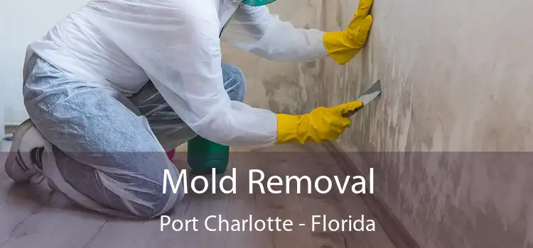 Mold Removal Port Charlotte - Florida