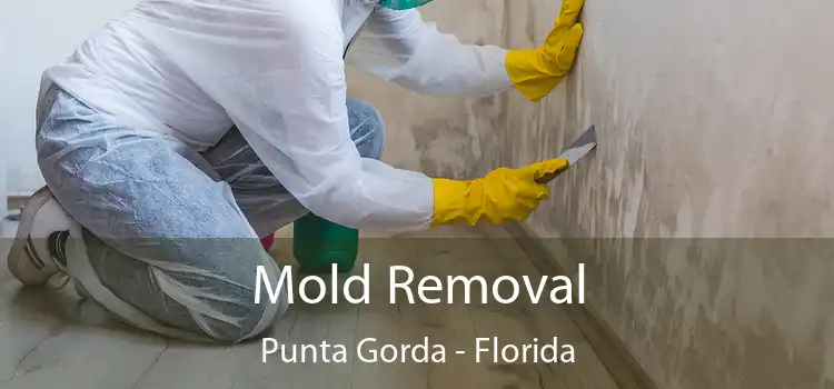 Mold Removal Punta Gorda - Florida