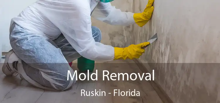 Mold Removal Ruskin - Florida