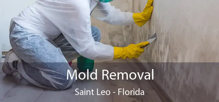 Mold Removal Saint Leo - Florida