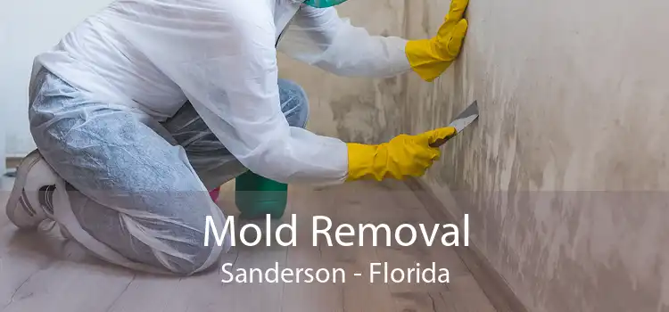 Mold Removal Sanderson - Florida