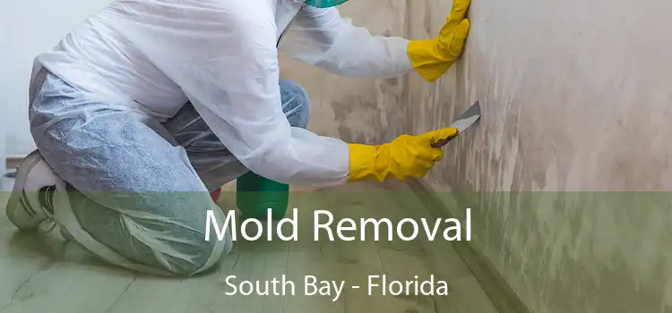 Mold Removal South Bay - Florida