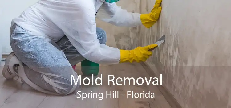 Mold Removal Spring Hill - Florida