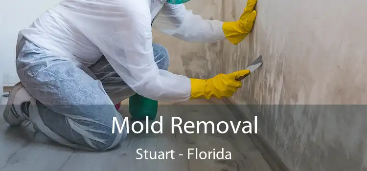 Mold Removal Stuart - Florida